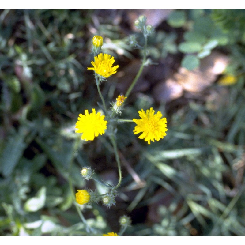 crepis setosa haller fil.