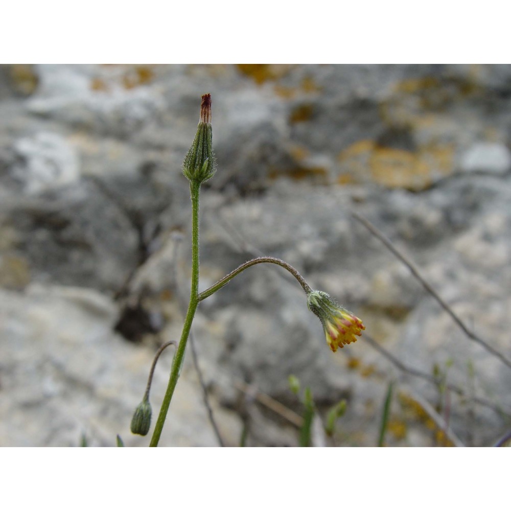 crepis suffreniana (dc.) steud.