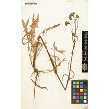 crepis tectorum l.