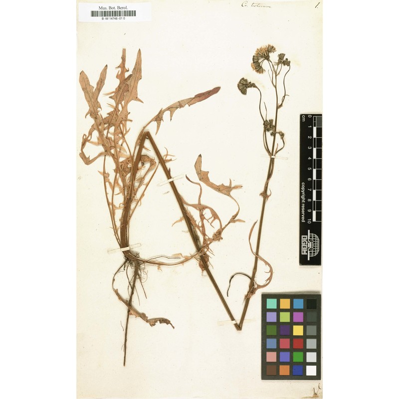 crepis tectorum l.