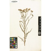 crepis tectorum l.