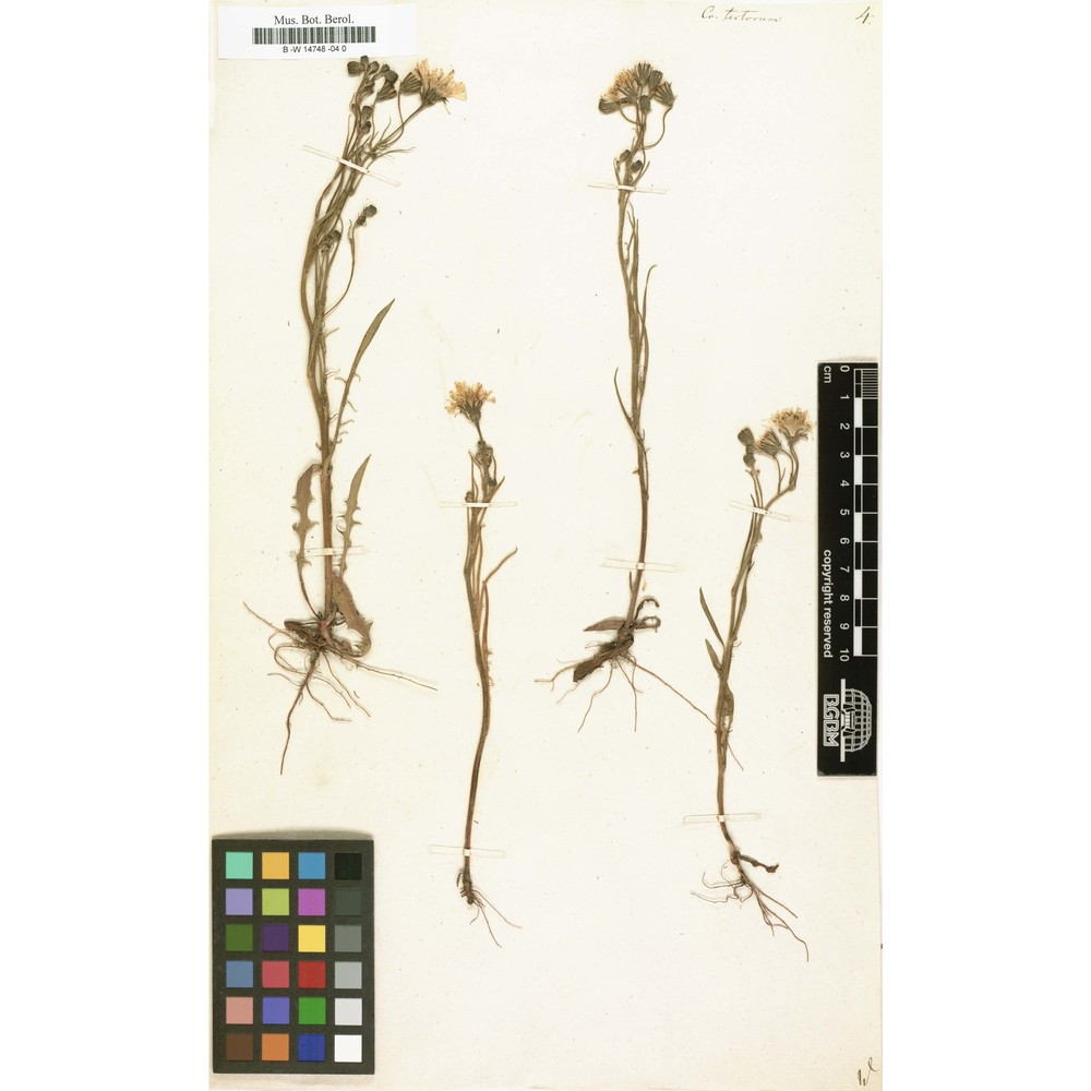 crepis tectorum l.