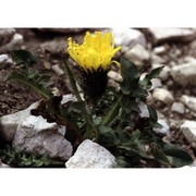 crepis terglouensis (hacq.) a. kern.