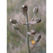 crepis vesicaria l.