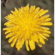 crepis vesicaria l.