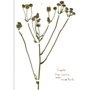 crepis vesicaria l.