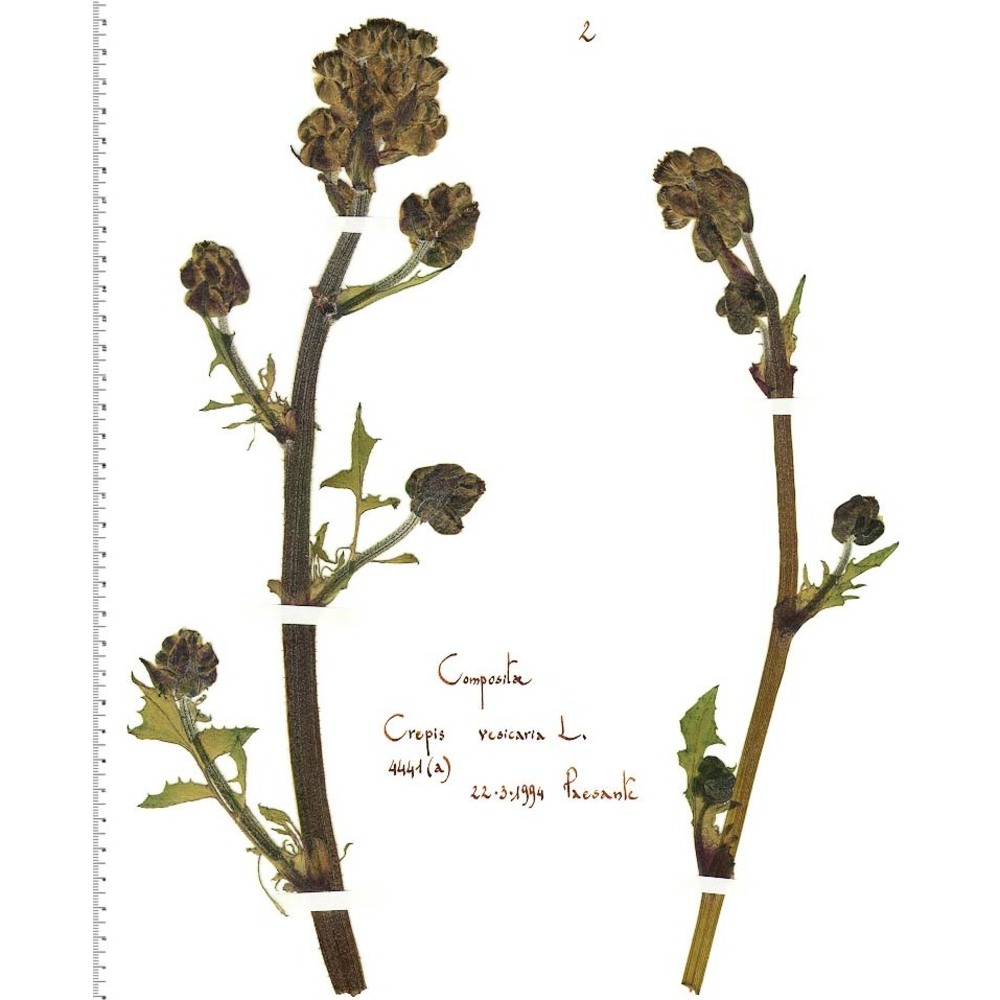 crepis vesicaria l.