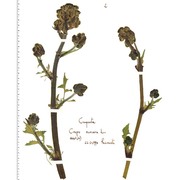 crepis vesicaria l.