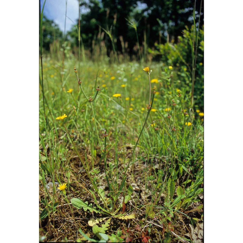 crepis zacintha (l.) loisel.