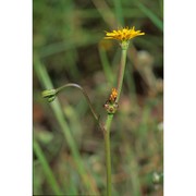 crepis zacintha (l.) loisel.