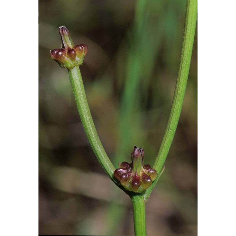 crepis zacintha (l.) loisel.