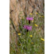 crupina crupinastrum (moris) vis.