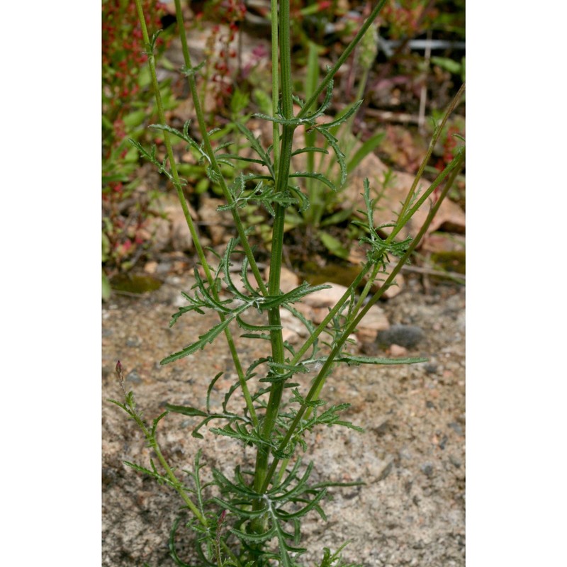 crupina crupinastrum (moris) vis.