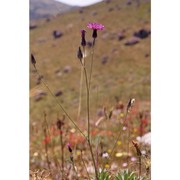 crupina crupinastrum (moris) vis.