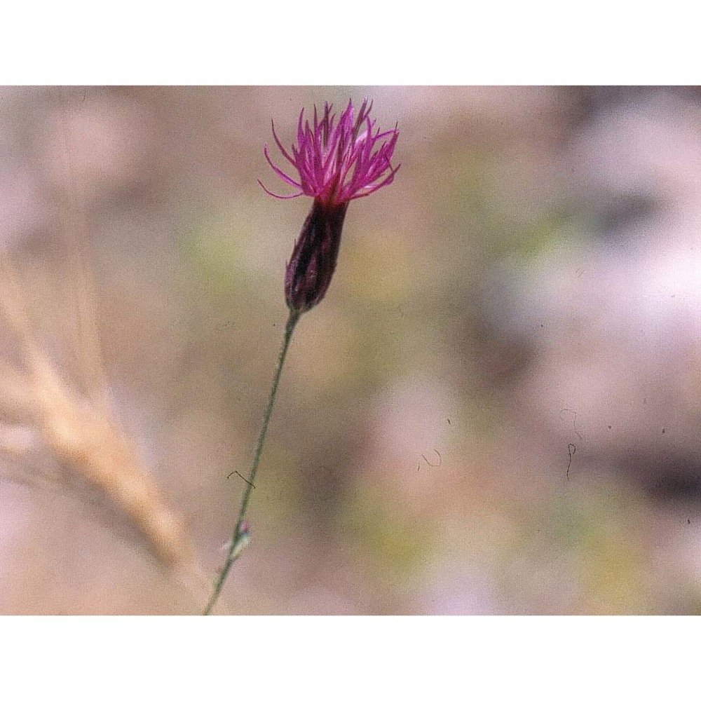 crupina crupinastrum (moris) vis.