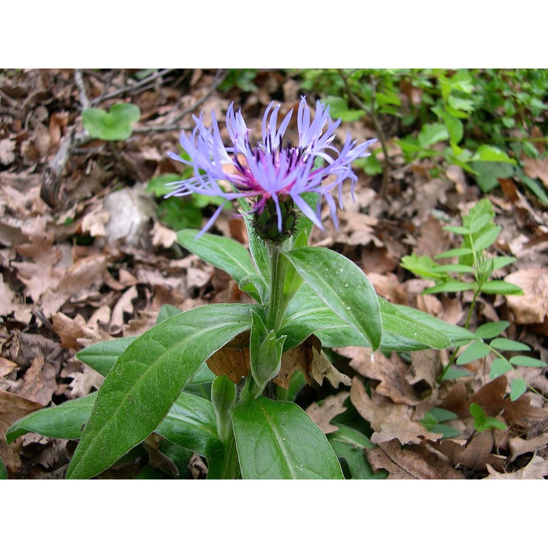 cyanus montanus (l.) hill