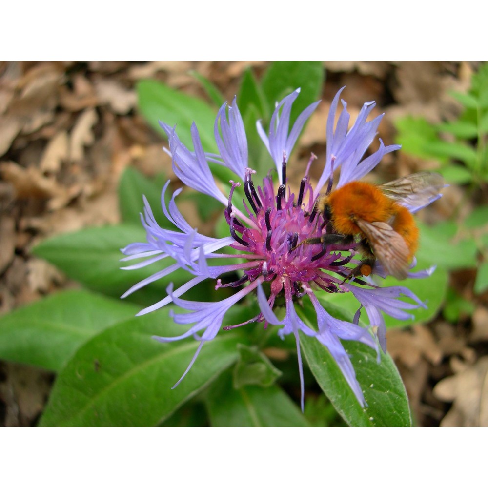 cyanus montanus (l.) hill