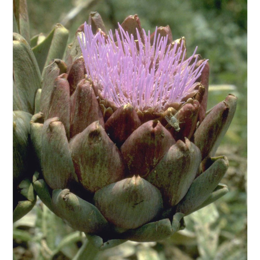 cynara cardunculus l.