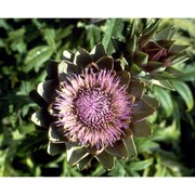 cynara cardunculus l.