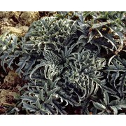 cynara cardunculus l.