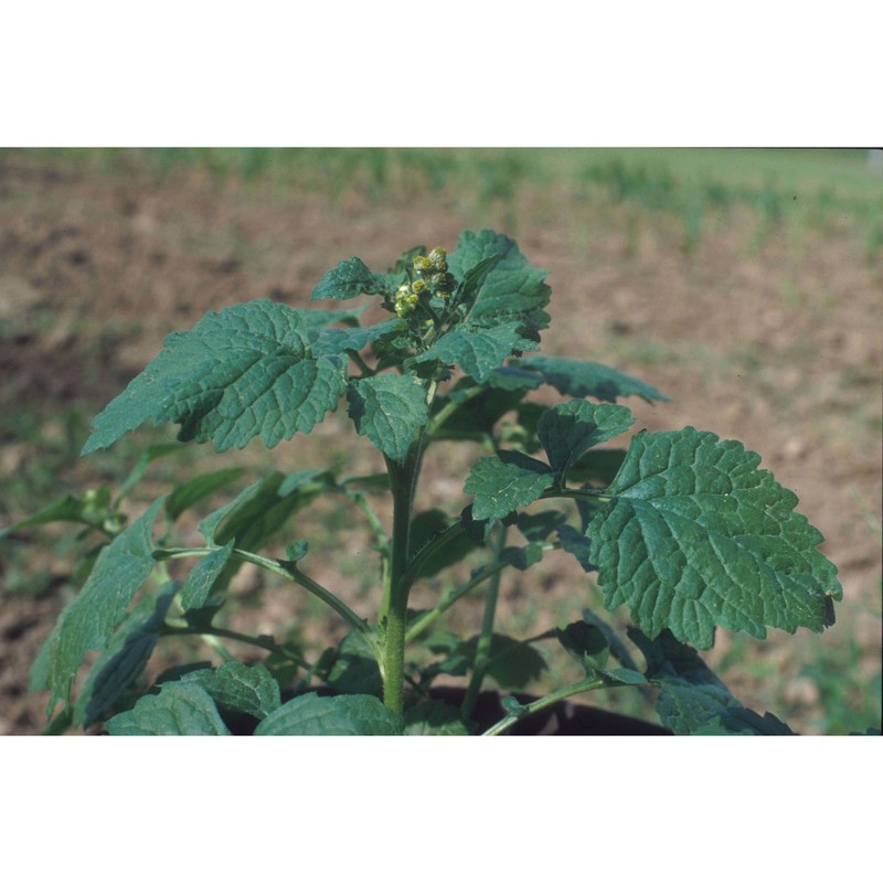 dichrocephala integrifolia (l. fil.) kuntze