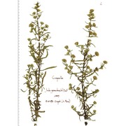 dittrichia graveolens (l.) greuter