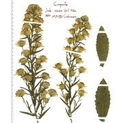 dittrichia viscosa (l.) greuter