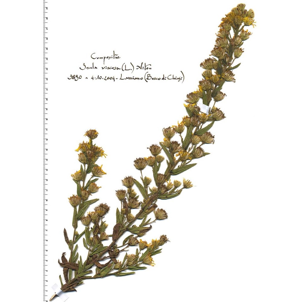 dittrichia viscosa (l.) greuter