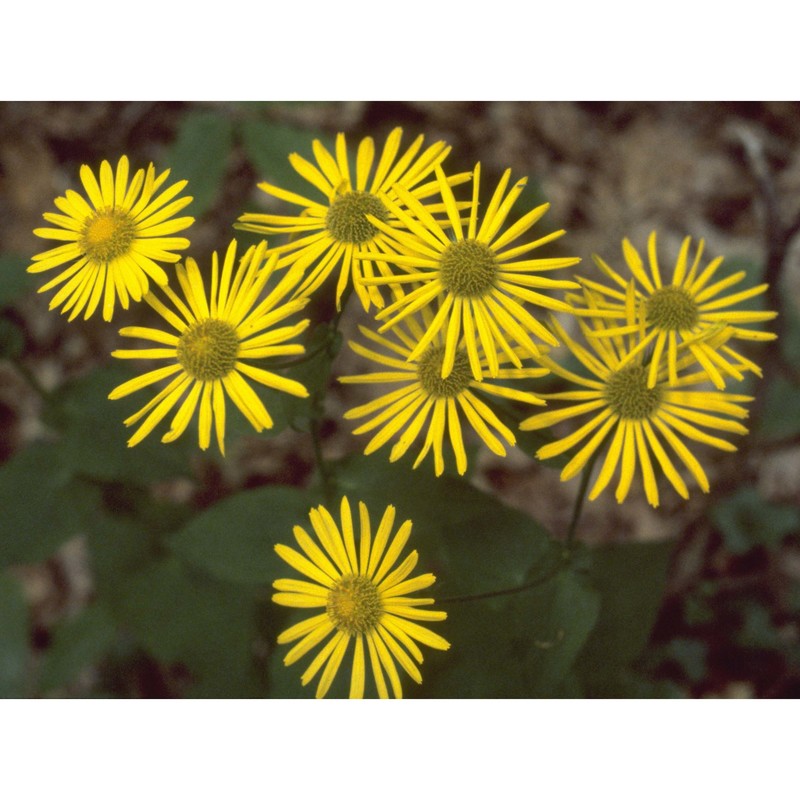 doronicum austriacum jacq.