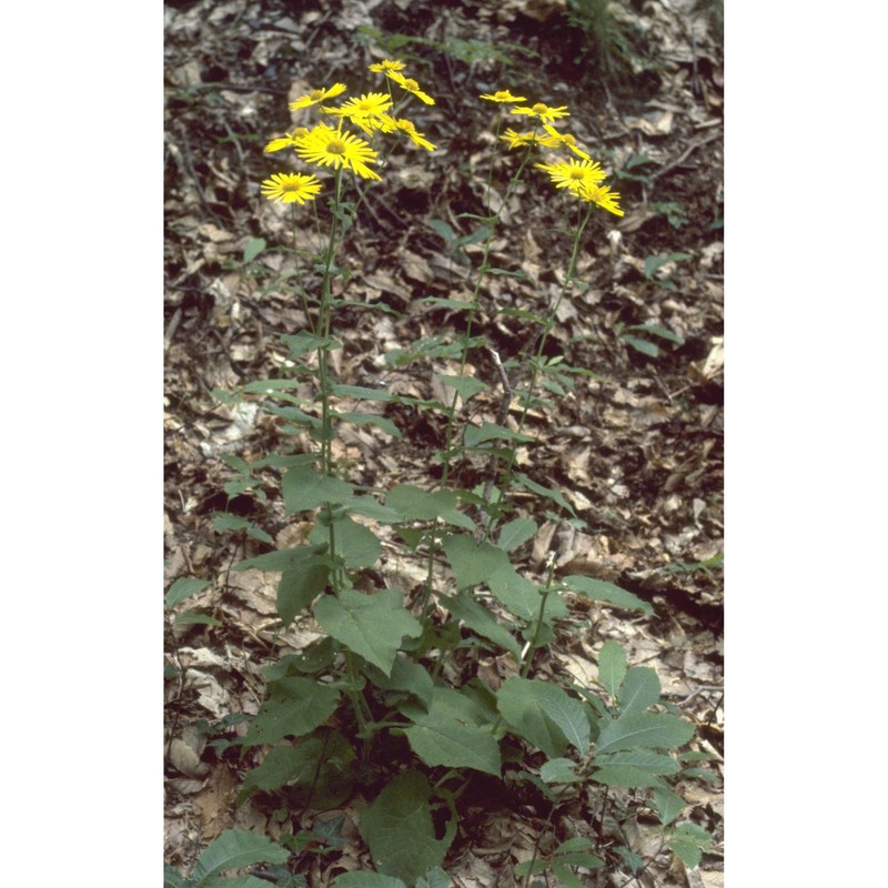 doronicum austriacum jacq.