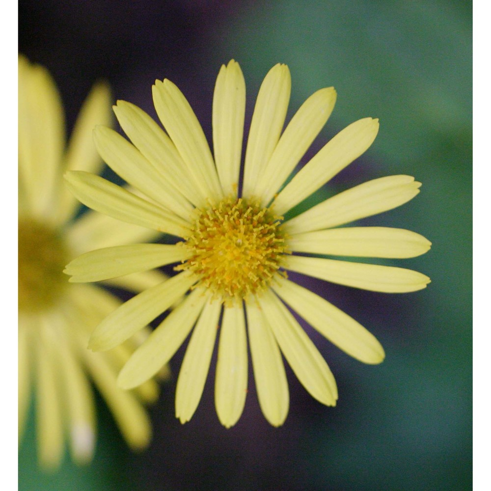 doronicum austriacum jacq.