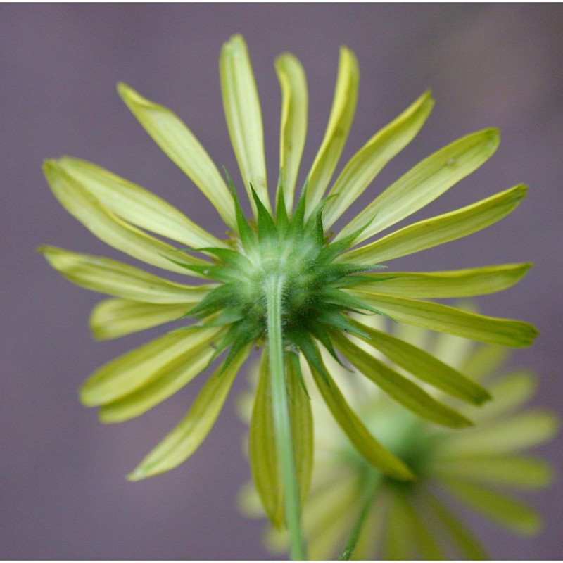 doronicum austriacum jacq.