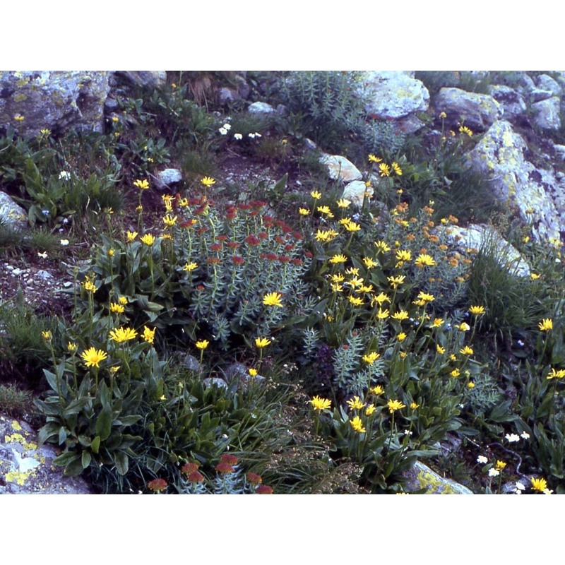 doronicum clusii (all.) tausch