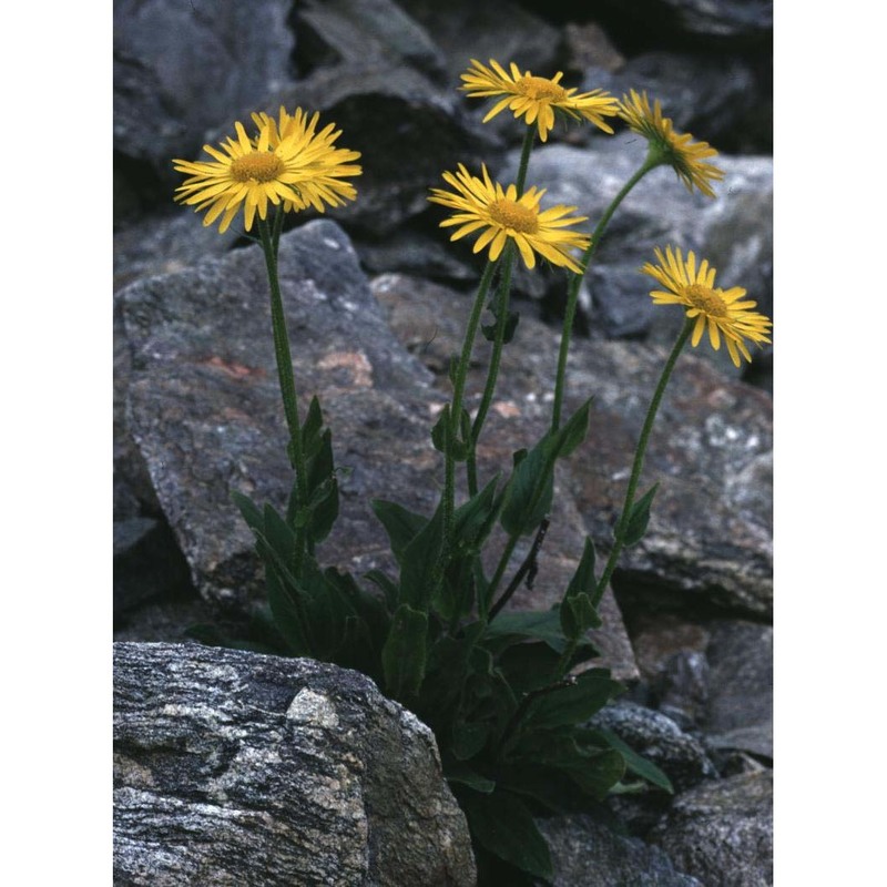 doronicum clusii (all.) tausch