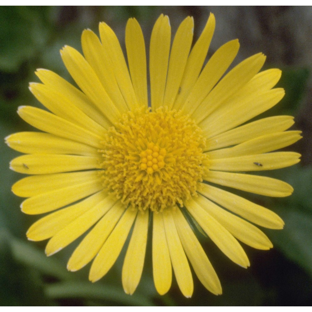 doronicum columnae ten.