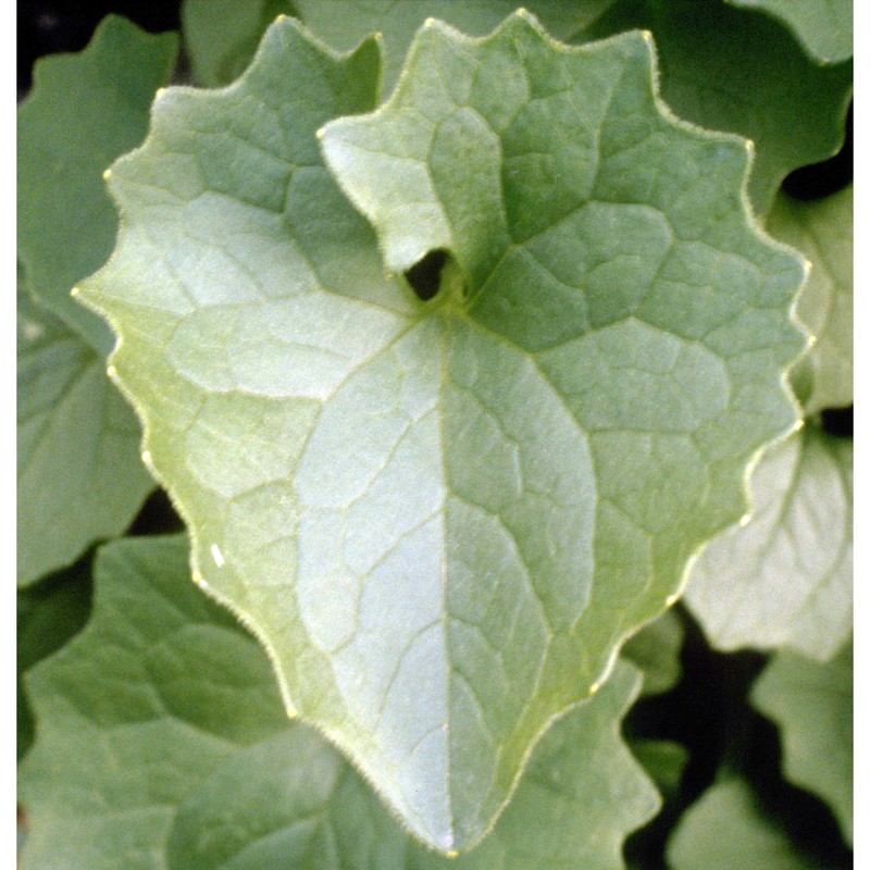 doronicum columnae ten.