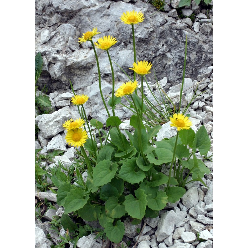 doronicum columnae ten.