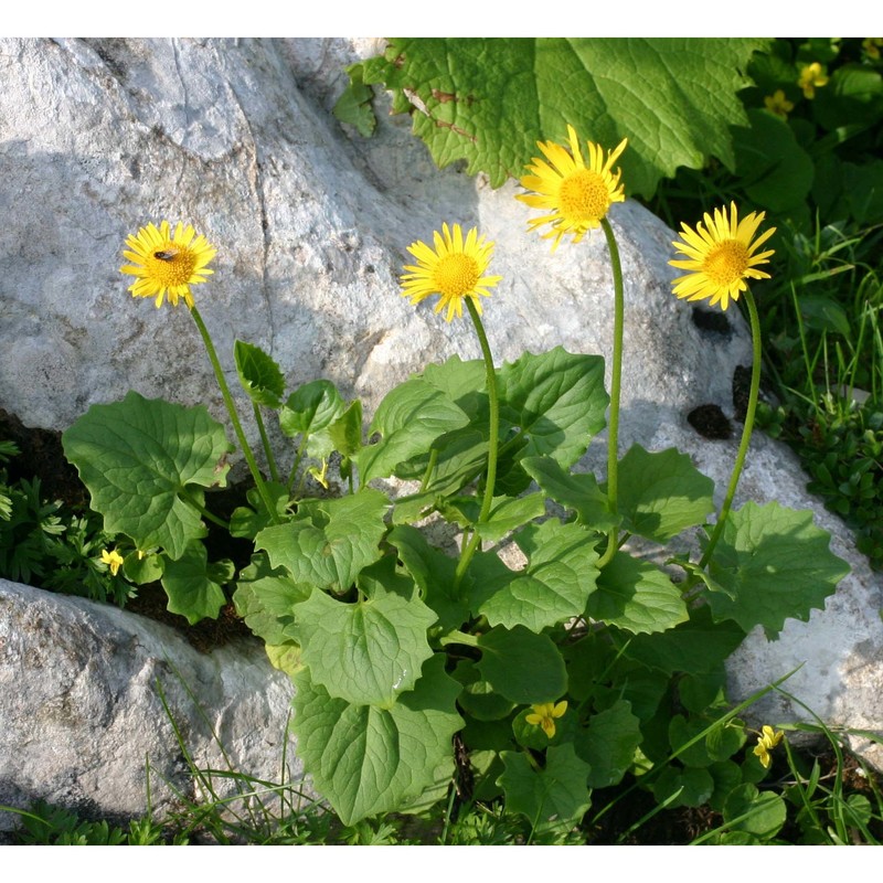 doronicum columnae ten.