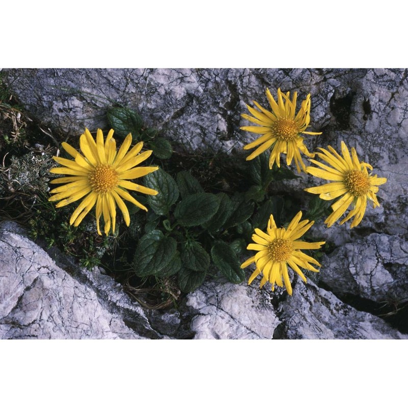 doronicum glaciale (wulfen) nyman