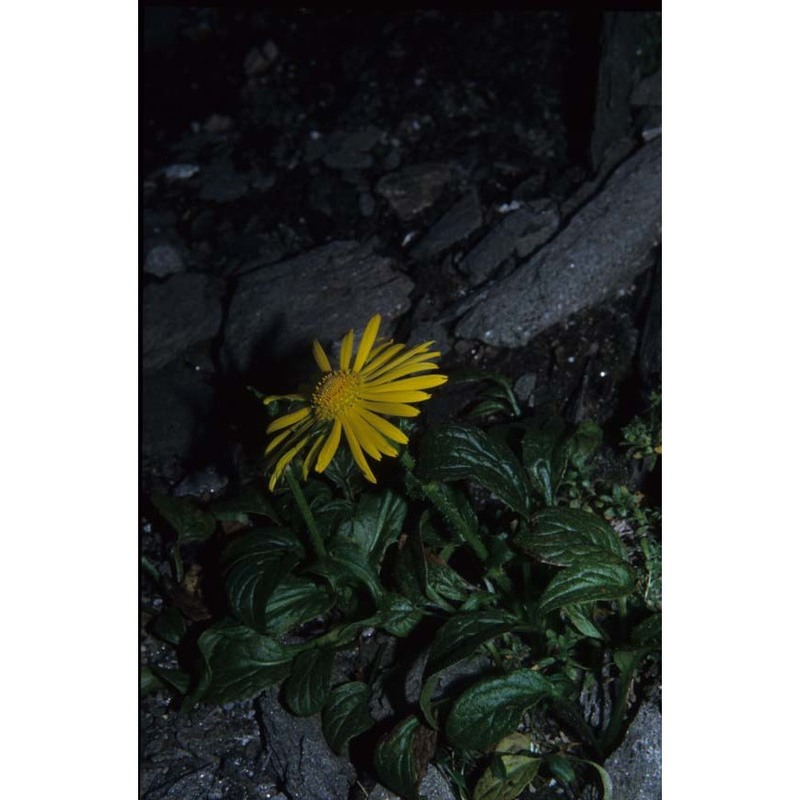 doronicum glaciale (wulfen) nyman