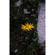 doronicum glaciale (wulfen) nyman