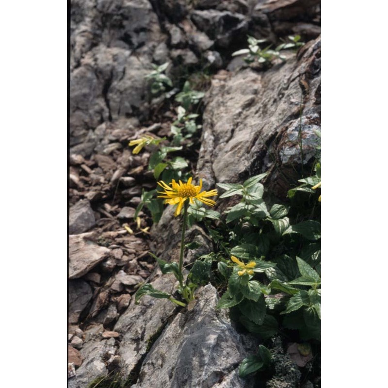 doronicum glaciale (wulfen) nyman