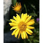 doronicum grandiflorum lam.