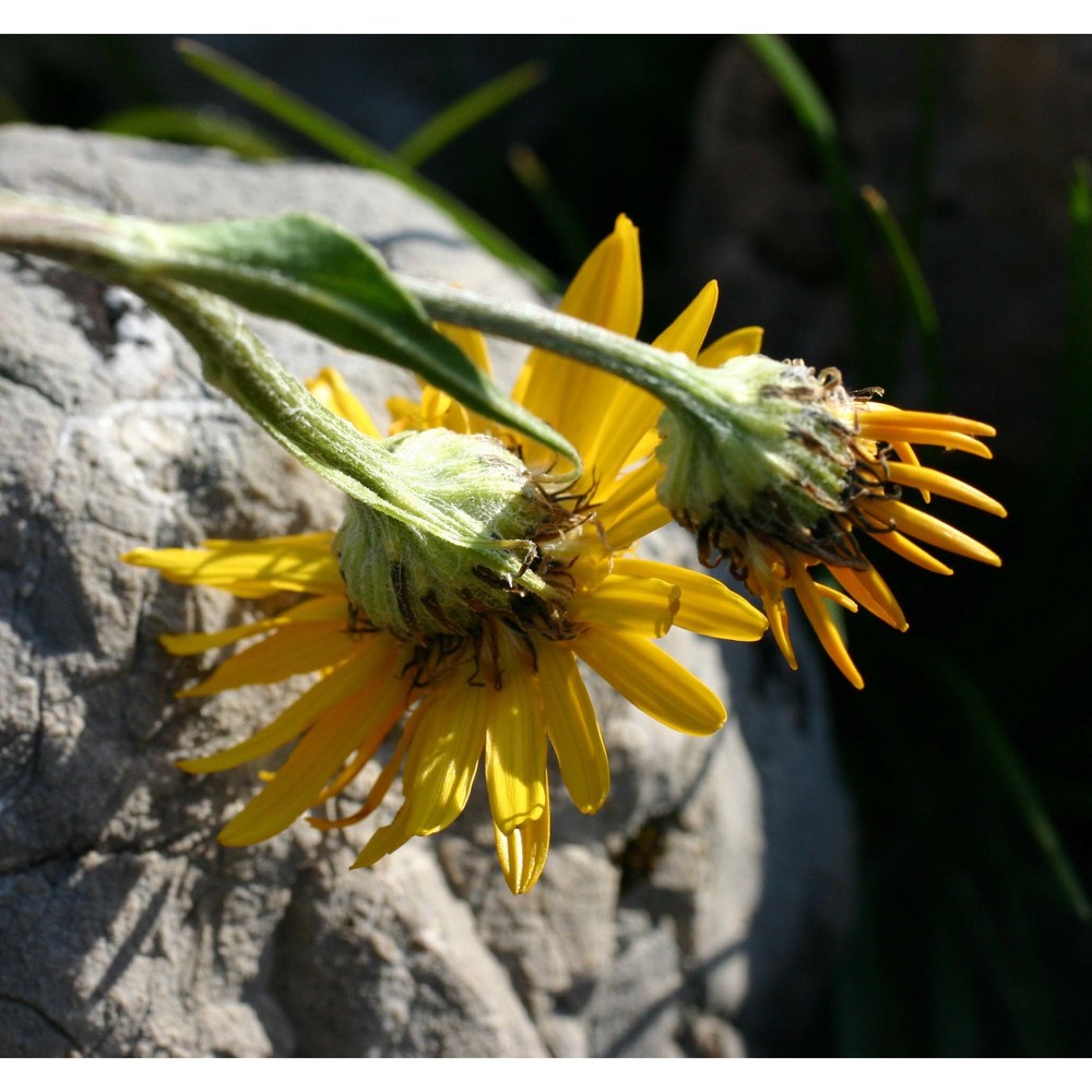 doronicum grandiflorum lam.