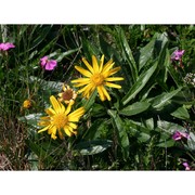 doronicum grandiflorum lam.