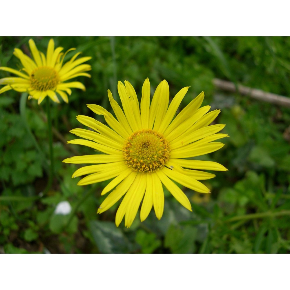 doronicum orientale hoffm.