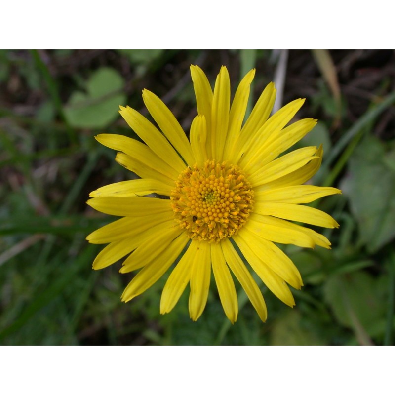 doronicum orientale hoffm.