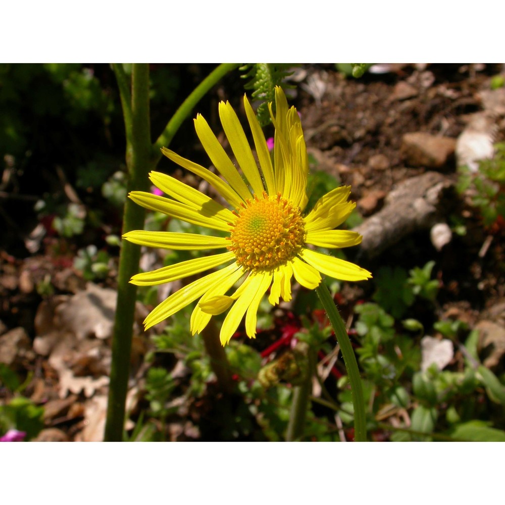 doronicum orientale hoffm.