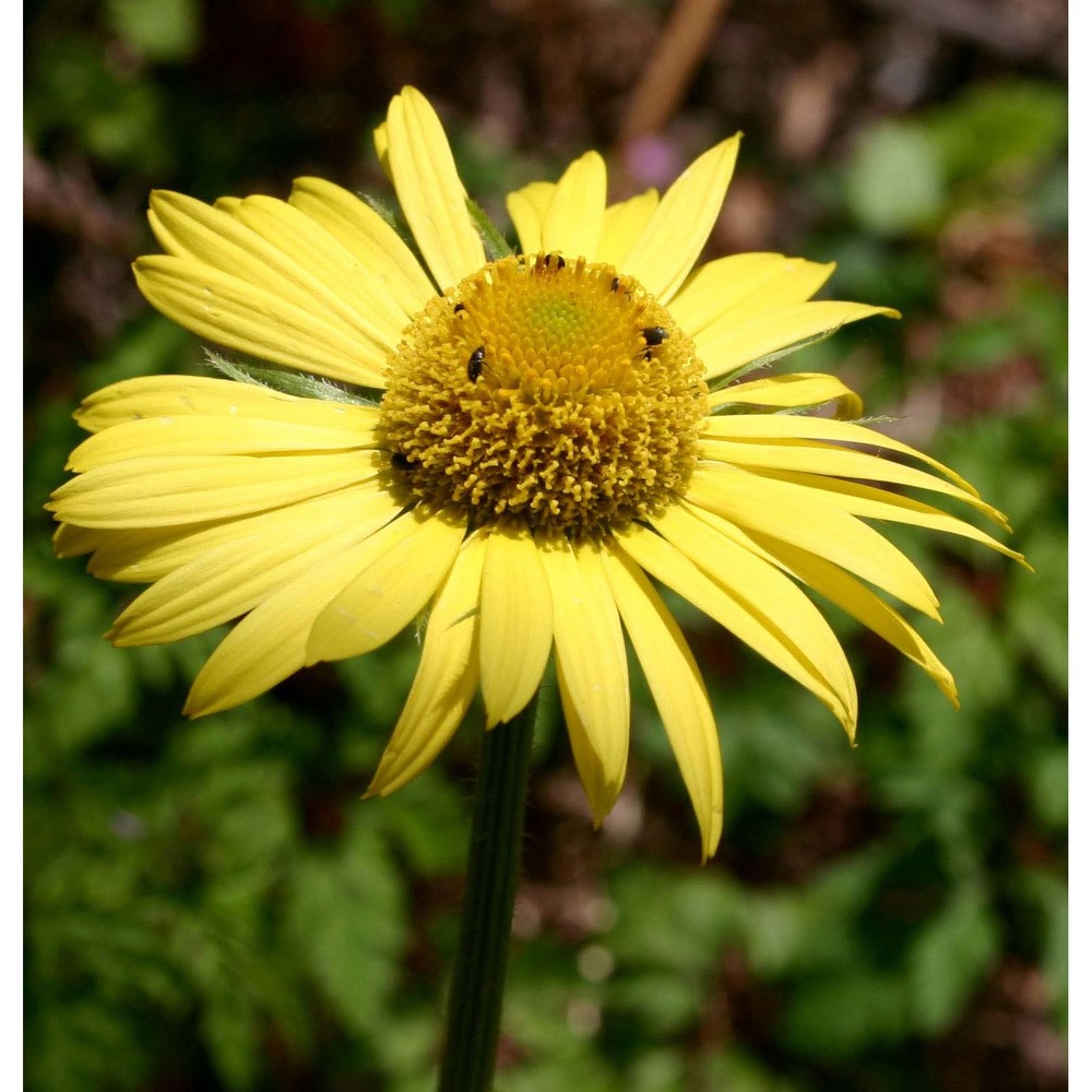 doronicum orientale hoffm.