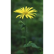 doronicum pardalianches l.